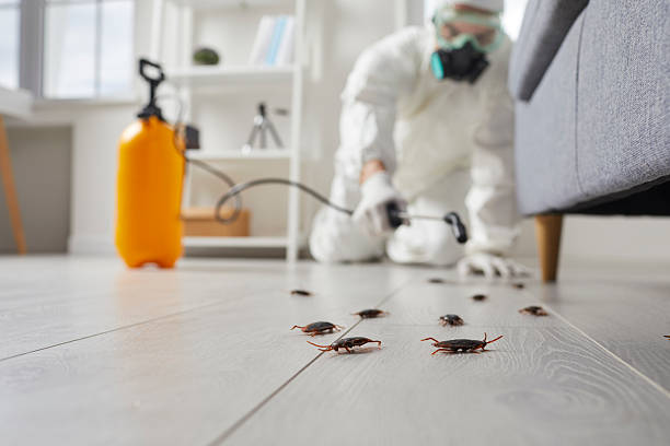 Post-Treatment Bed Bug Interceptor Monitoring in Pemberton Heights